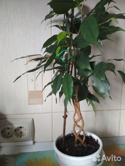 Фикус бенджамина (разные размеры)