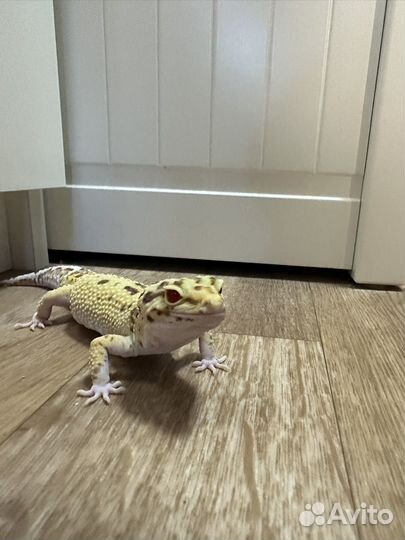 Эублефар самец