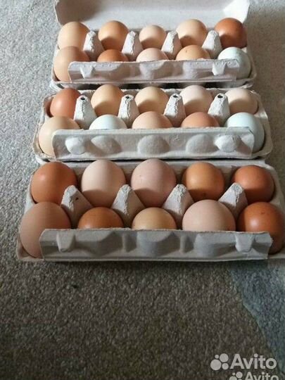 Домашние куриные яйца