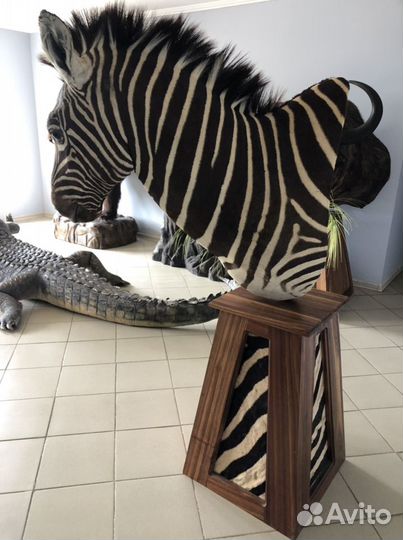 Голова Зебры