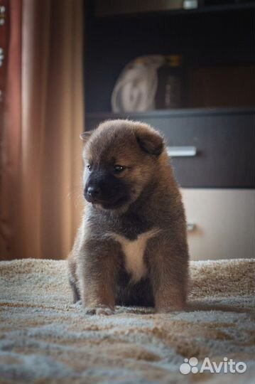 Щенки сиба ину