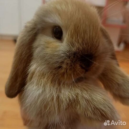 Аренда карликовых кроликов