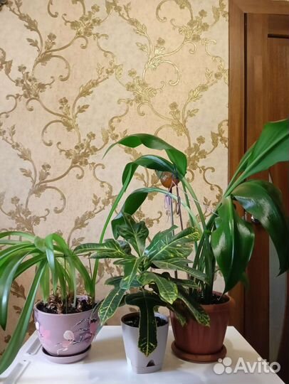 Кротон, лилия