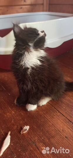 Полидакт Мейн Кун