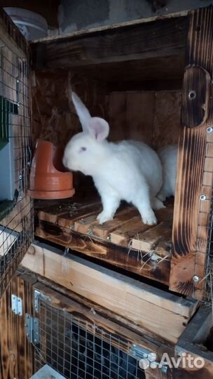 Кролики Белый Паннон