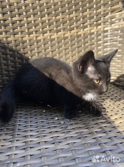 Черный котенок