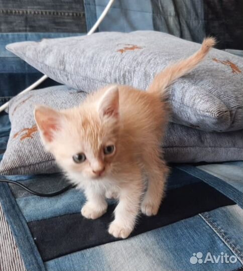 Котик и кошечка в дар