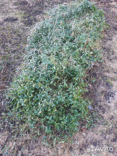 Барвинок малый