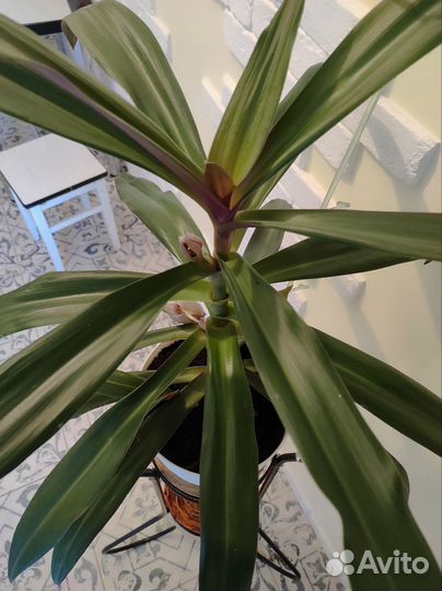 Традесканция Рео