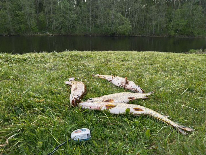 Дом 45 м² на участке 30 сот.