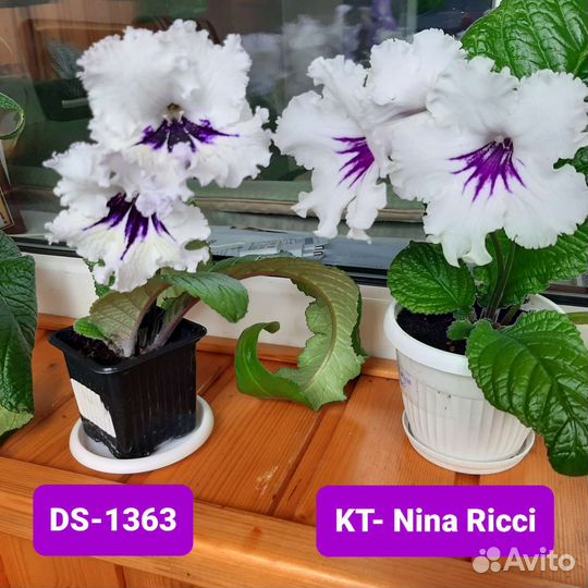 Стрептокарпусы