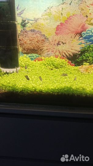 Цихлозома чернополосая