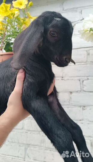 Англо Нубийская козочка