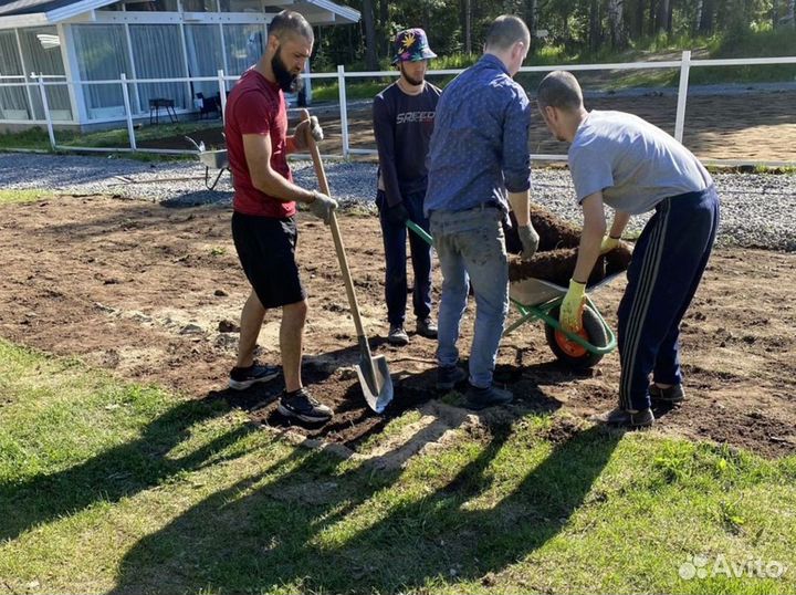 Рулонный газон эконом
