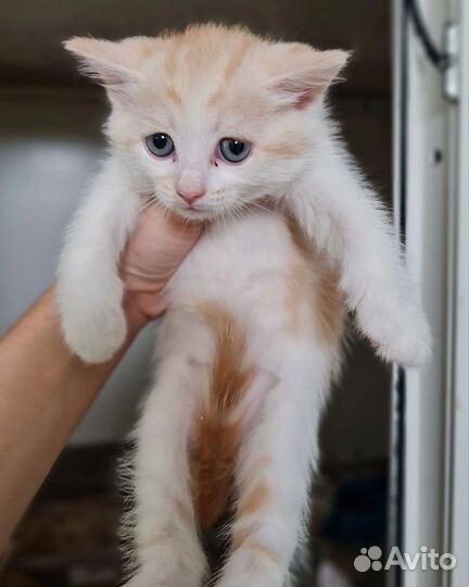 Кошка в дар бесплатно