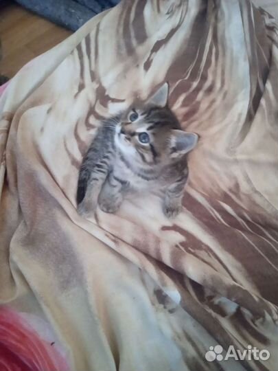 Кошка в дар