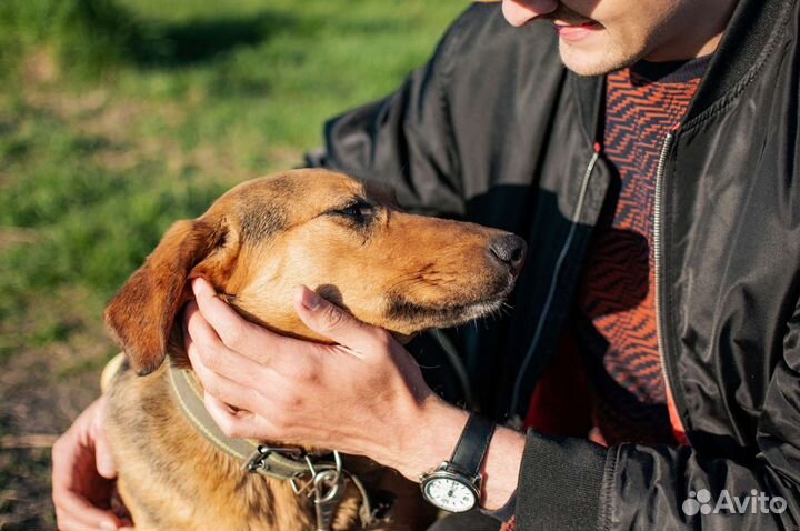 Собака из приюта в добрые руки бесплатно