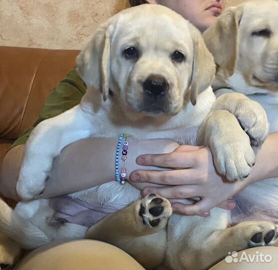 Щенки Лабрадора