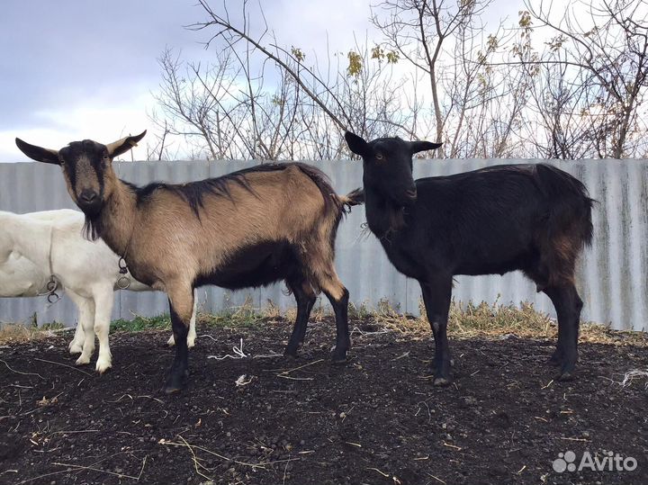 Дойные козы