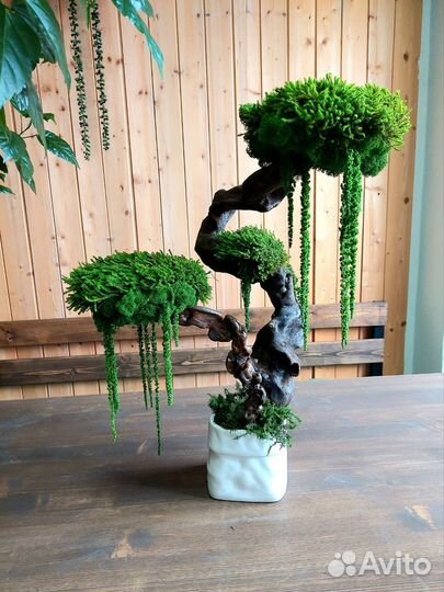 Бонсай из стабилизированного мха