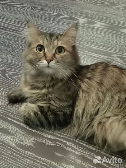 Кошка Алиса