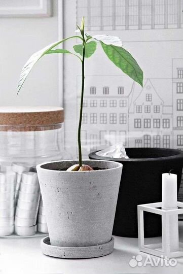 Авокадо саженец