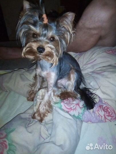 Вязка Йорка