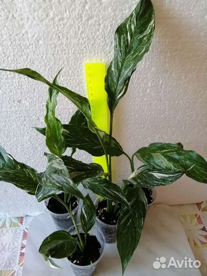 Спатифиллум Даймонд