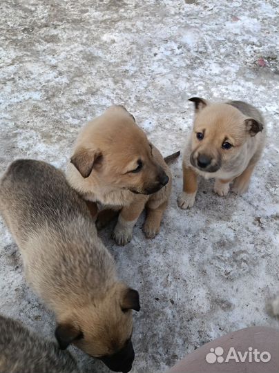 Щенки в добрые руки