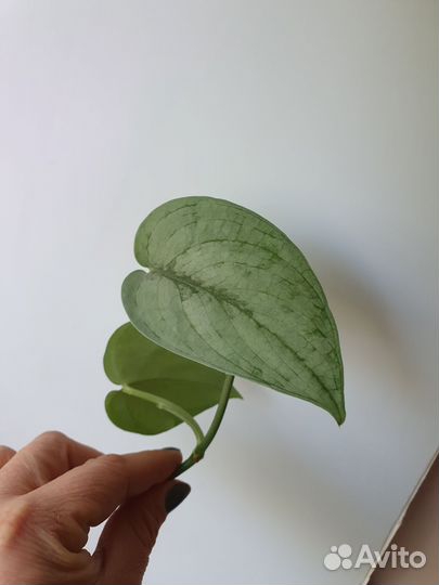 Сциндапсусы, Эпипремнум вайт марбл