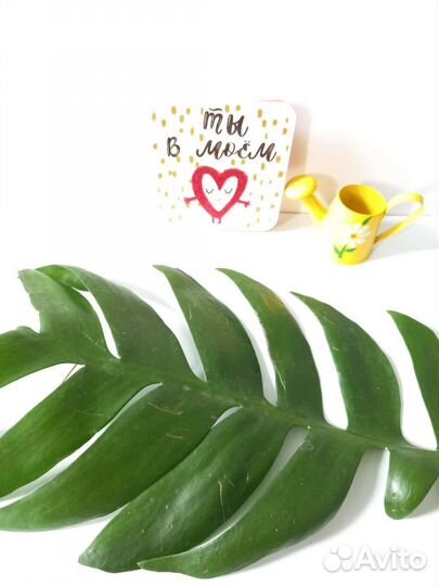 Эпифиллум Марниера, гибискус, Сансивиерии