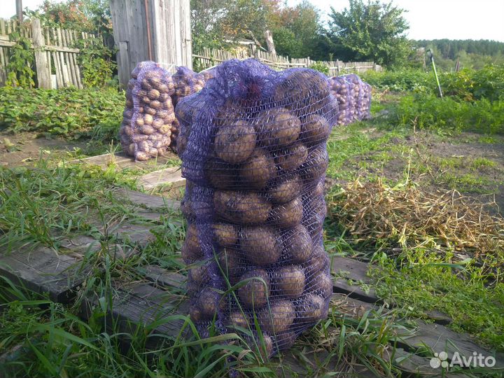 Продам картофель