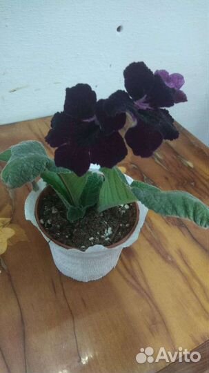 Молодой стрептокарпус