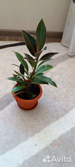 Фикус Мелони