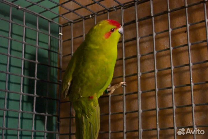 Какарики малыши