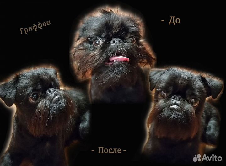 Стрижка собак