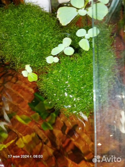 Риччия аквариумное растение