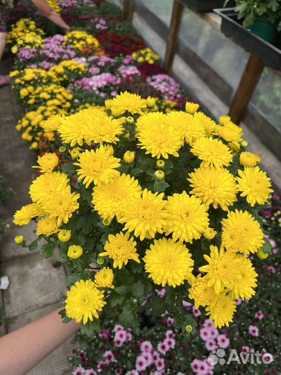 Хризантемы мультифлора