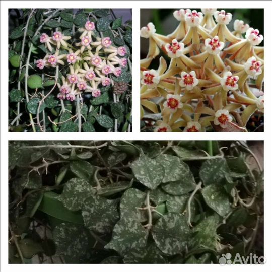 Комнатные цветы разные