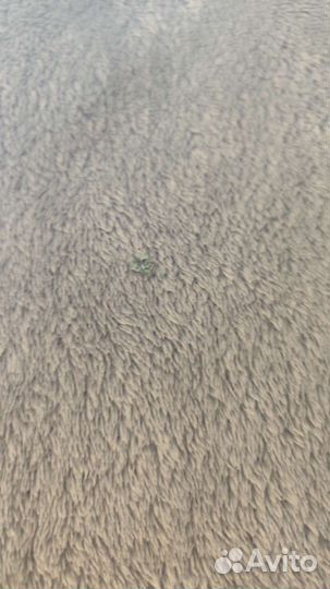 Сова с пледом