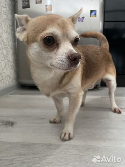 Вязка собаки