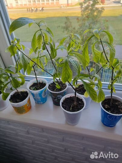 Пахистахис