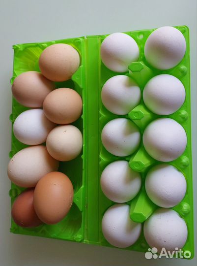 Домашние куриные яйца