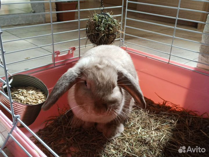 Карликовый вислоухий кролик