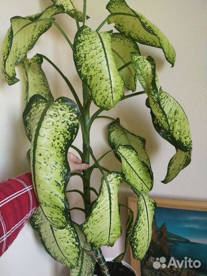 Диффенбахия