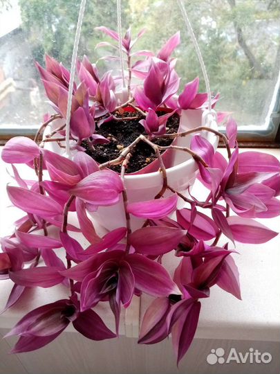 Традесканции сортовые