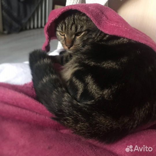 Потерялся кот