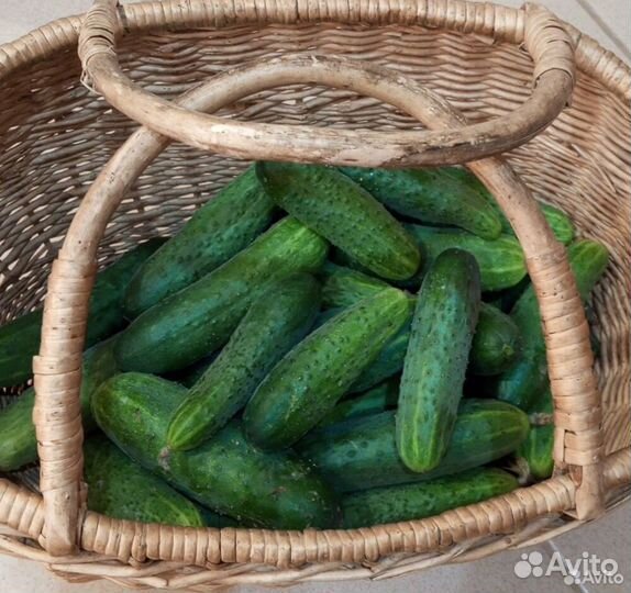 Огурцы домашние