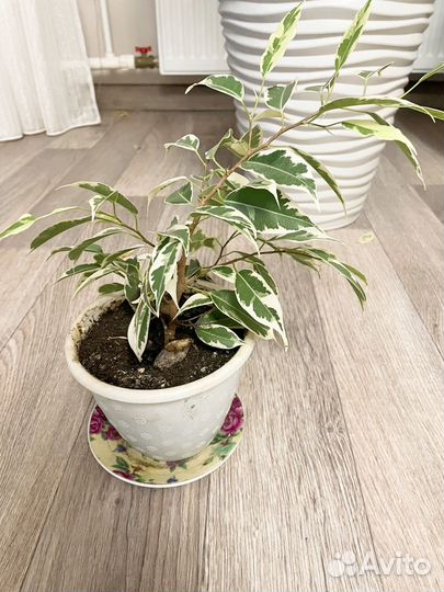 Фикус бенджамина пестролистный