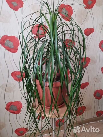 Бутылочное дерево нолина купить в Екатеринбурге | Товары для дома и ...